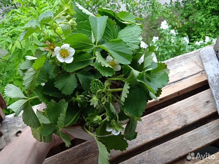 Клубника ремонтантная murano