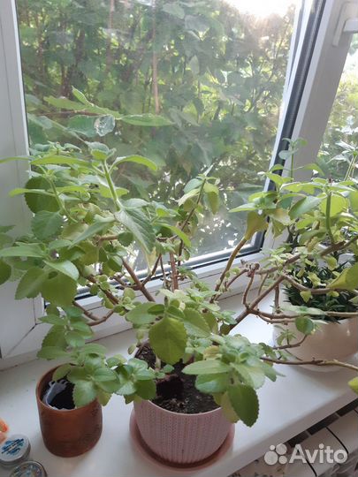 Домашние растения бесплатно