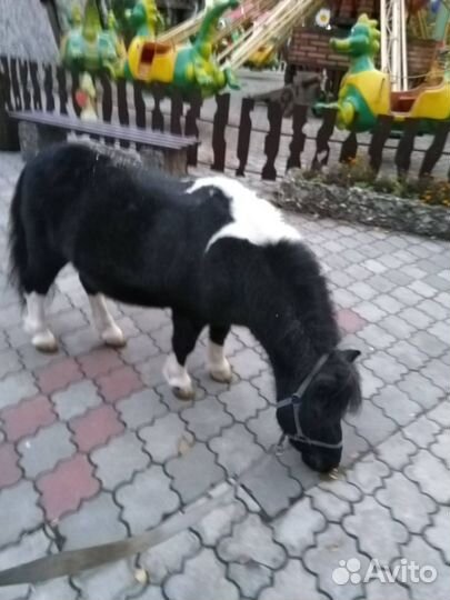 Лошадь