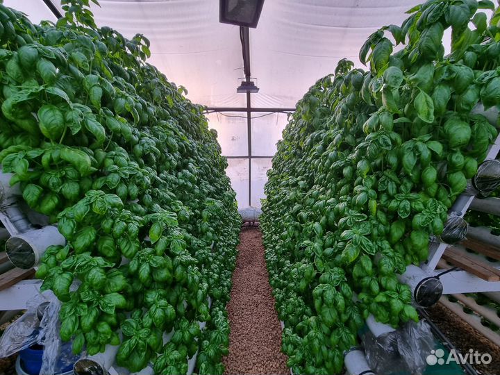 Свежая зелень(мята,тархун,базилик,руккола,тимьян)