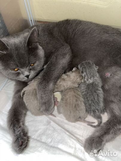 Британские котята