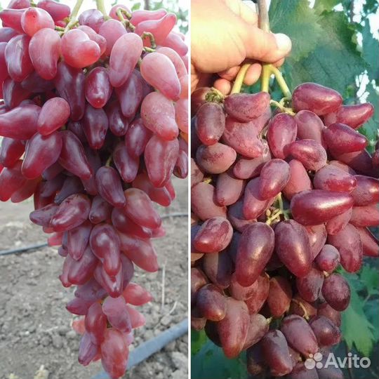 Саженцы винограда