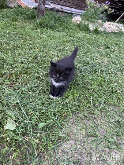 Отдам котенка