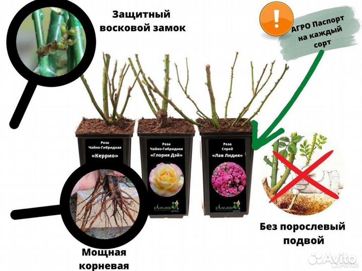 Зимостойкие саженцы роз