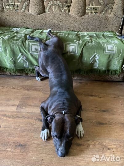 Стаффордширский терьер ищет даму сердца