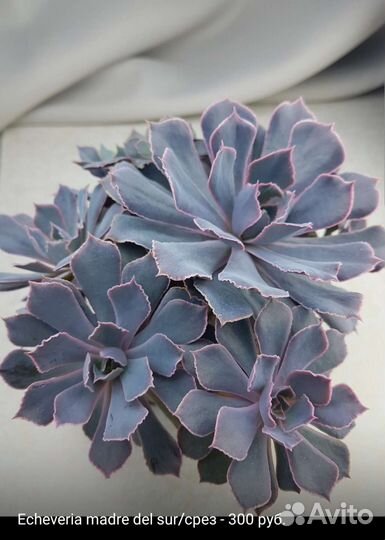 Суккуленты 2