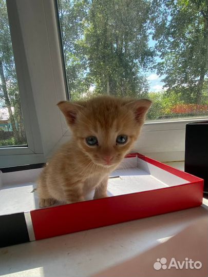 Котенок в хорошие руки