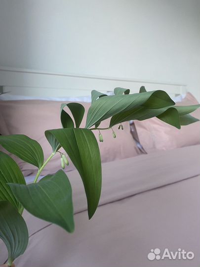 Постельное белье 2 спальное перкаль