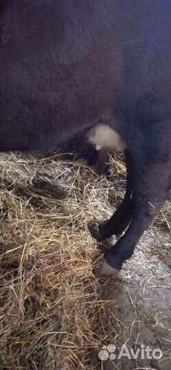 Коровы породистые