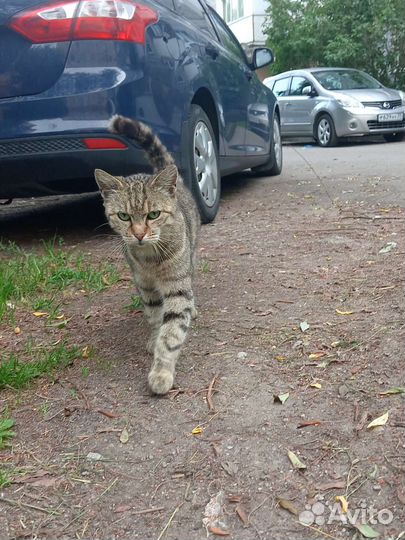Кошка в добрые руки