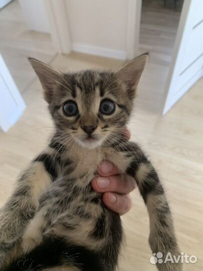 Котята бесплатно
