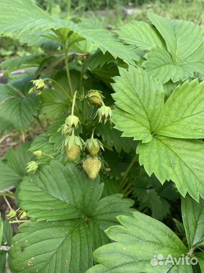 Взрослый куст финской клубники