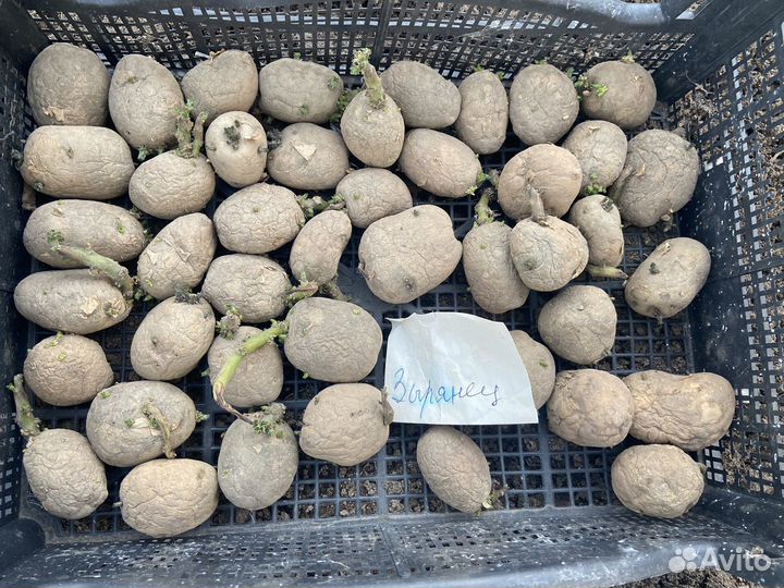 Картофель семенной (сортоиспытательная станция)