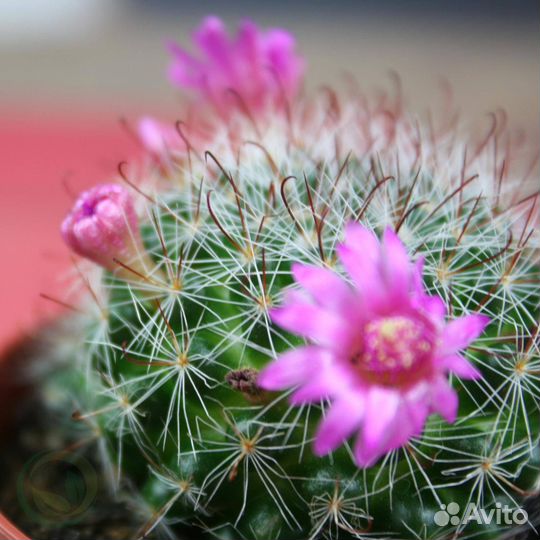 Кактус Мамилярия