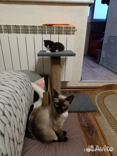 Отдам вислоухого котенка в хорошие руки