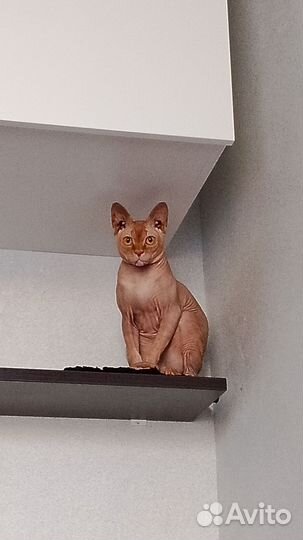 Канадский сфинкс вязка