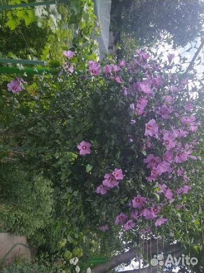 Гибискус садовый белый