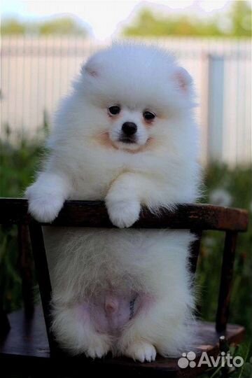 Белые мальчики