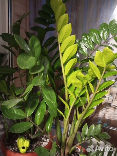 Замиокулькас