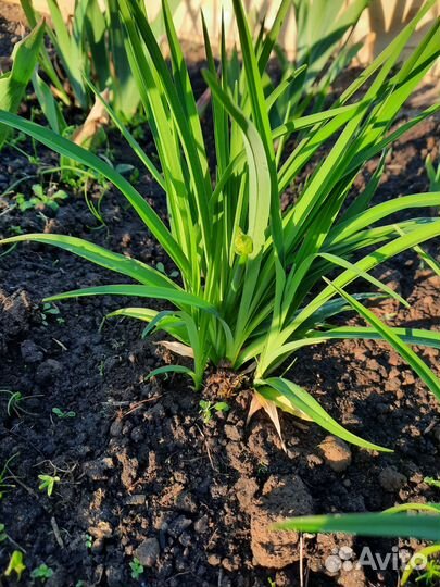 Фиалка, лилейник