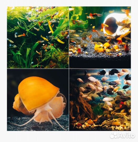 Рыбки гуппи