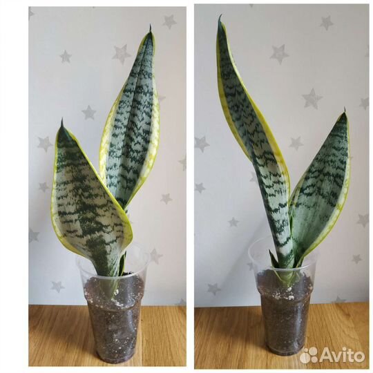 Сансевиерии голд флейм, крео, Микадо, Найт шейд