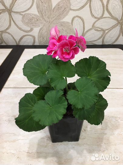 Герань пеларгония розебудная