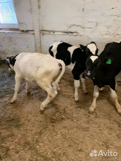 Бычки и телята