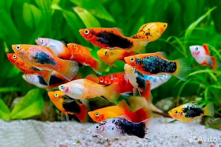 Рыба Пецилия