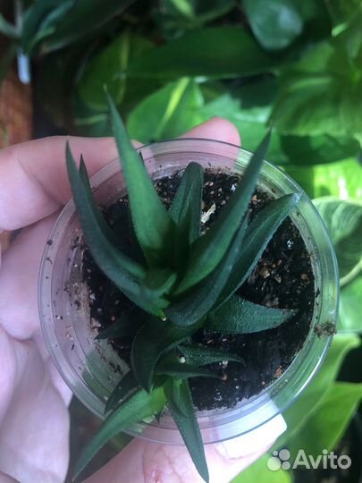 Комнатные цветы