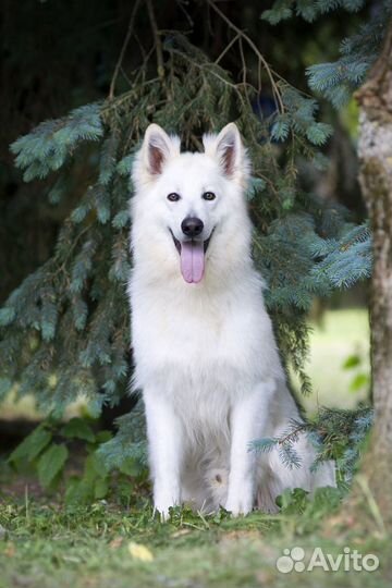 Кобель бшо для вязки