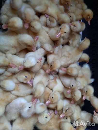 Бройлеры цыплята,гусята,иноутки,муларды,утята