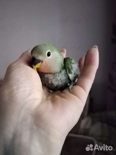 Розовощекий неразлучник