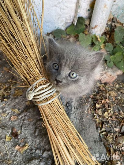 Котики бесплатно в добрые руки