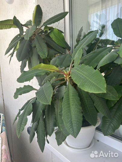 Молочай беложильчатый