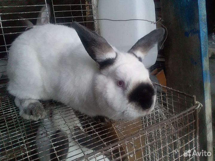 Кролики Калифорния