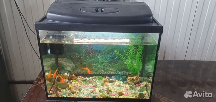 Аквариум с рыбками