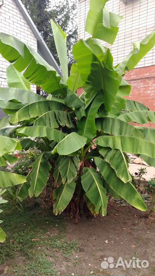 Банановая пальма