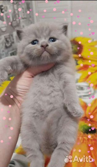 Чистокровные котята