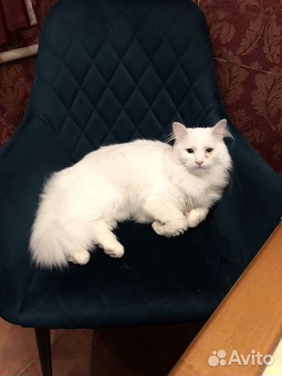 Кот нуждается в передержке на пару месяцев