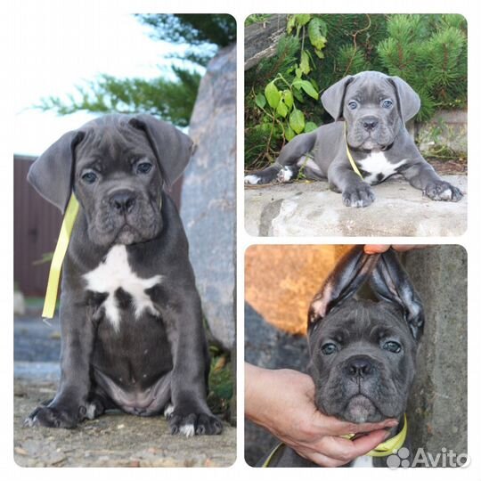 Кане Корсо щенки серые