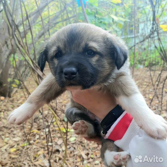 Щеночки помесь в добрые руки