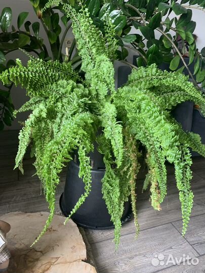 Папоротник Нефролепис