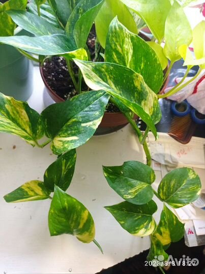 Эпипремнум ауреум, голден квин, Монстра Манки