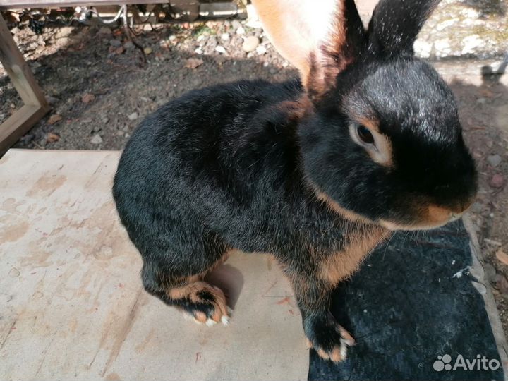 Кролик чёрно огненный