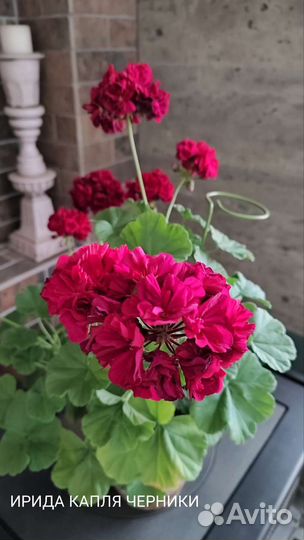 Пеларгония Ирида Капля Черники+