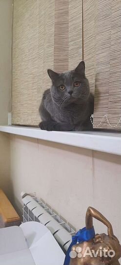 Кот ищет кошечку