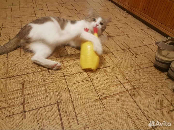 Кошка в дар бесплатно