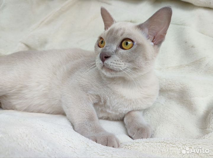 Бурма молодой котик