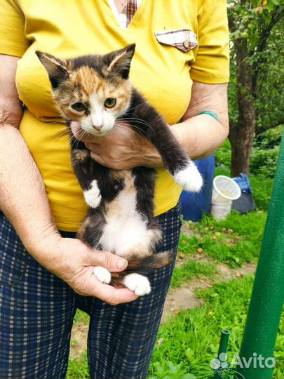 Котики в добрые руки бесплатно